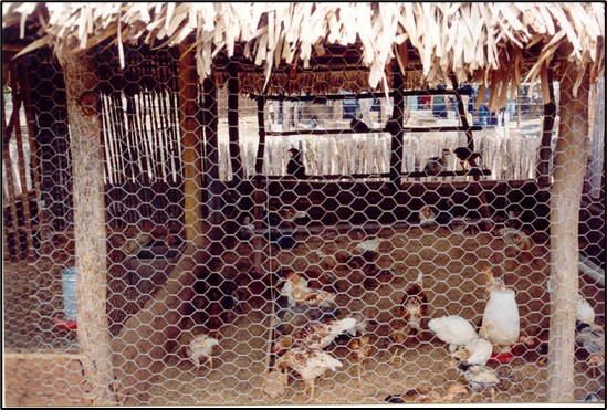 Galinheiro